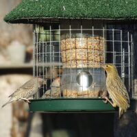 Wild Bird Feeder - Image 2