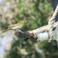 Water Feeder - Image 3