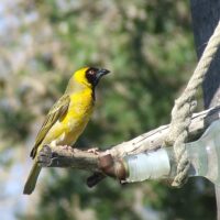 Water Feeder - Image 5