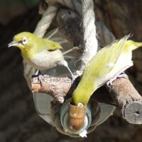 Water Feeder - Image 4