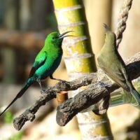 Water Feeder - Image 2